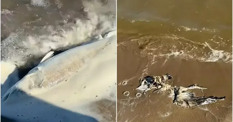 Массового падежа не выявили . Из за гибели птиц и рыбы проверяют воду из Актюбинского водохранилища