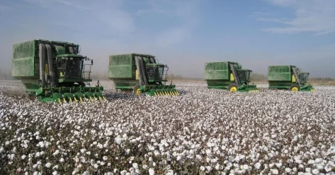 В Казахстане завершается уборка урожая хлопчатника