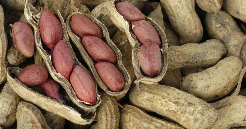 Собран первый урожай арахиса