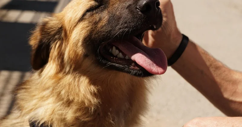 Охранника приюта для животных жестоко избили в Алматинской области