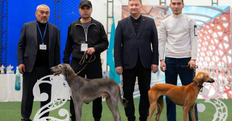 Таза қанды тазылар іріктелді