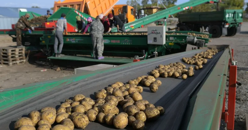 Картоп тапшылығы болмайды АШМ