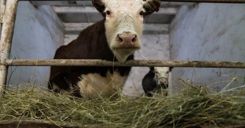 Коровы убили женщину на прогулке с собакой