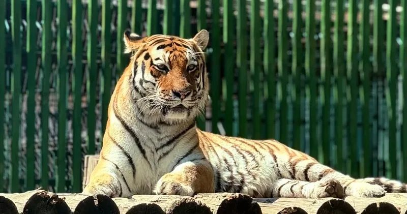 Тамандуа, сілеусін: Алматы зообағына АҚШ пен Канададан қандай жануарлар жеткізілмек