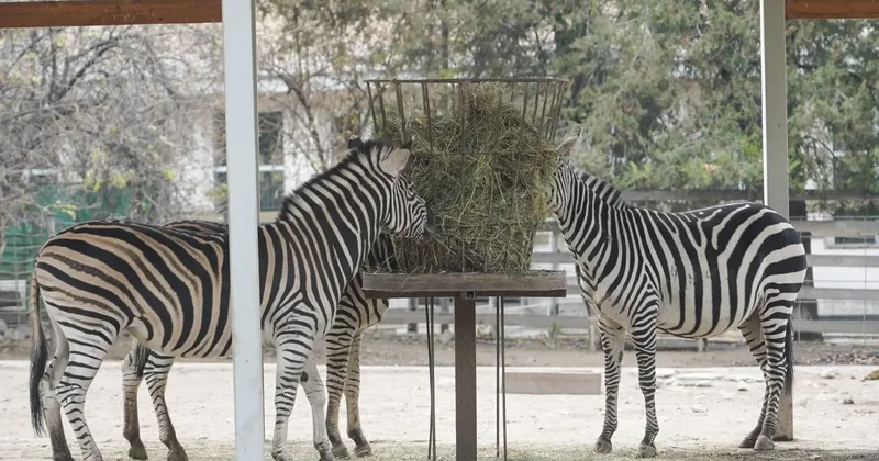 Зоопарк Алматы разделят на зоны по континентам: сколько продлится масштабная реконструкция