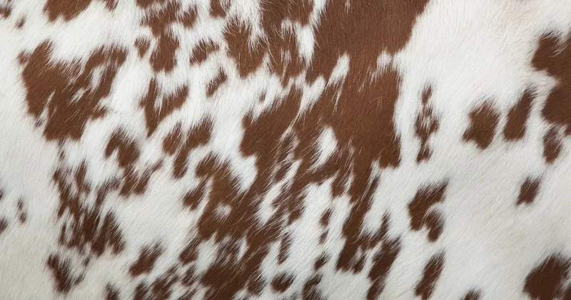 Қой ешкі мен ірі қара терісін өңдейтіндер мемлекеттен субсидия ала алады