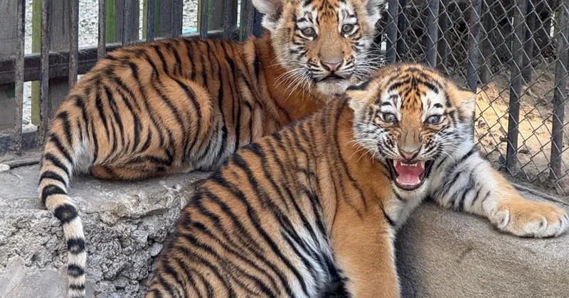 Алматы зообағында биыл 87 төл дүниеге келді