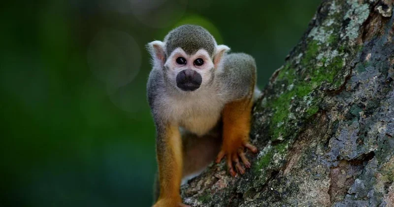 Переносчик гепатита С и COVID 19 : зараженные обезьяны оказались на свободе после ДТП в США