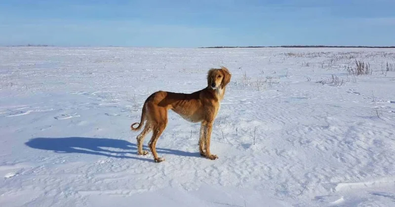 Казахская тазы получила международное признание
