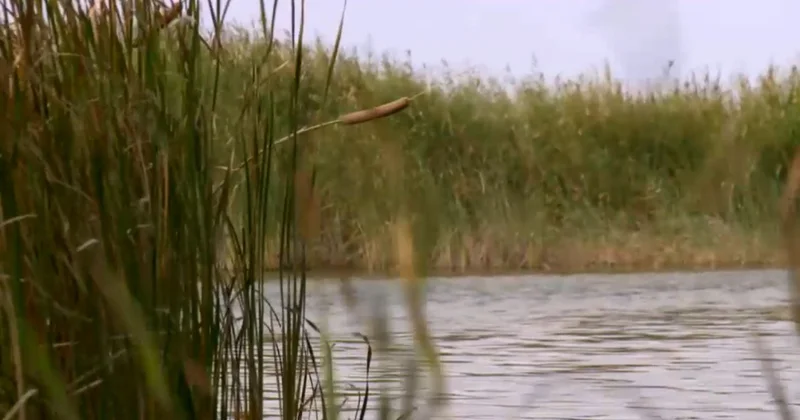 Қызылорда облысында қайраңда қалған балықтар құтқарылып жатыр