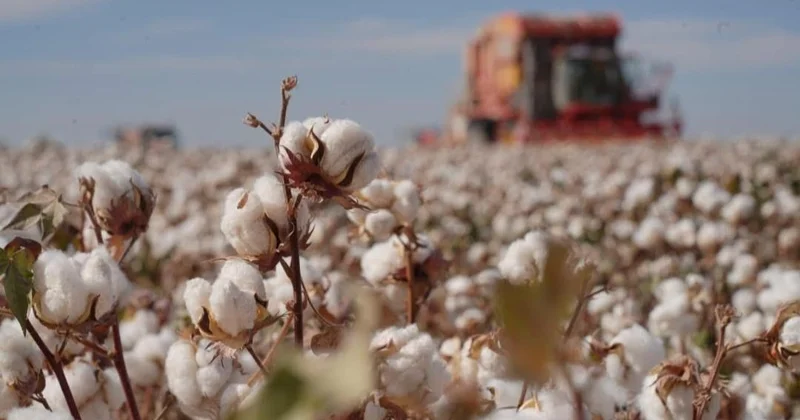 Қазақстанда мақта терімі аяқталуға жақын
