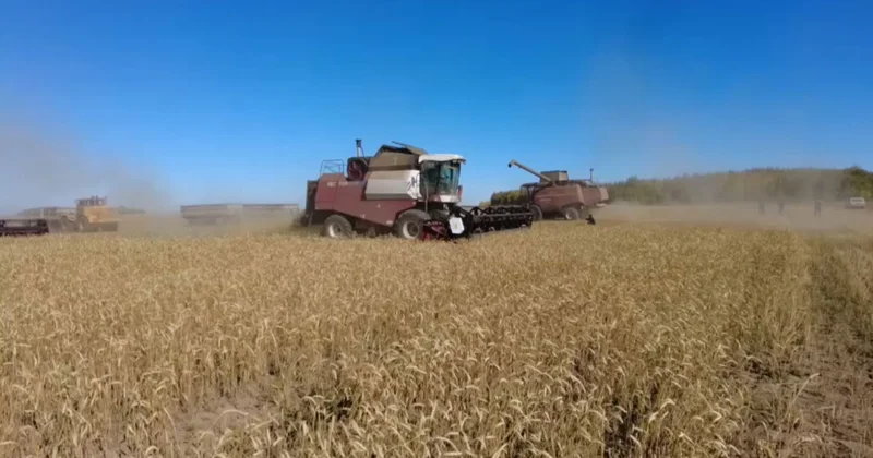 Қостанай облысында астық өнімділігі жылдағыдан жоғары