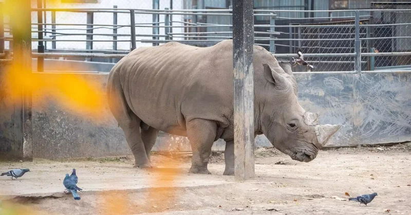 Алматы полицейлері зообақта мүйізтұмсықты таспен ұрған ер адамға іздеу жариялады