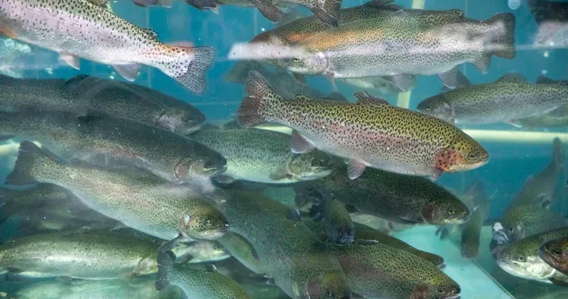 Балықты көшіру және өсіру бойынша мемлекеттік қызмет көрсету қағидалары бекітілді