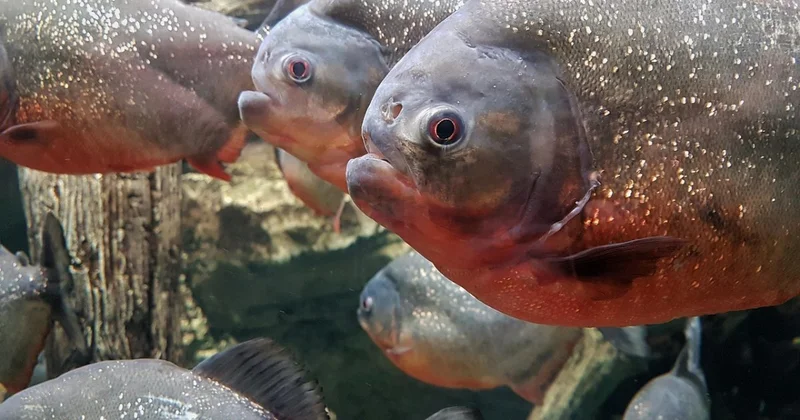 Пираньи напали на отдыхающих: пострадали семь человек, среди них младенец