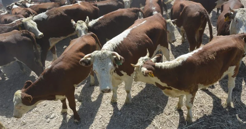 Қазақстанда тіркелмеген мал үшін айып тұрағы пайда болады