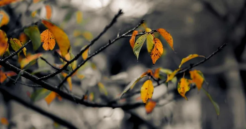Холодный фронт приближается к Шымкенту