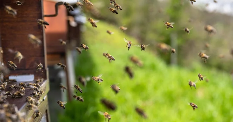 Отец и дочь погибли от укусов пчел