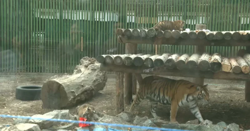 Алматыда зообақтағы күшіктер көпшілікке көрсетілді