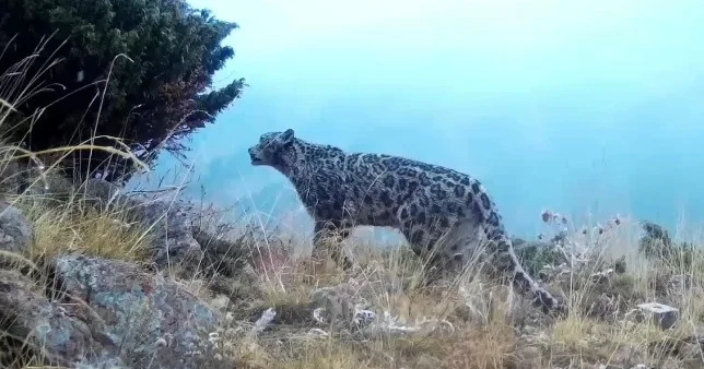 Іле Алатауы ұлттық паркінде Қызыл кітапқа енген үш жыртқыш бір мезетте бейнежазбаға түсіп қалды