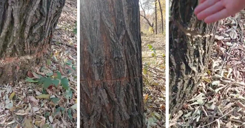 Кто ответит за вредительство?