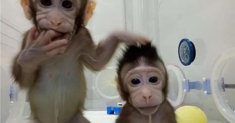 Опасные зараженные обезьяны сбежали на волю в США