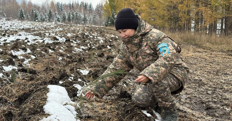 Бүршік жинау басталды