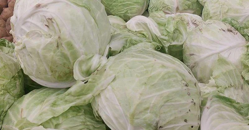 Овощехранилища заполнены, цены зафиксированы