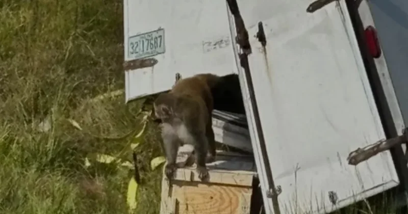 В США сбежала лабораторная обезьяна с COVID 19 и гепатитом С