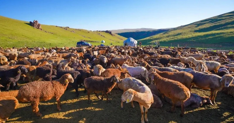 Қараусыз жүрген мал иелеріне жауапкершілік күшейтіледі