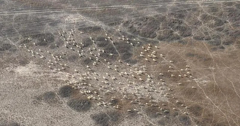 Сайгаков, архаров и косуль считают в Карагандинской области