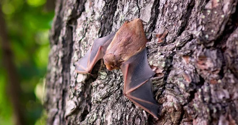 Новый коронавирус у летучих мышей нашли в Бразилии