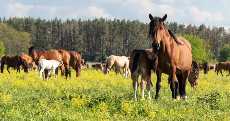 Расстрел лошадей на полях: что предпримет Минсельхоз, чтобы прекратить конфликты между фермерами