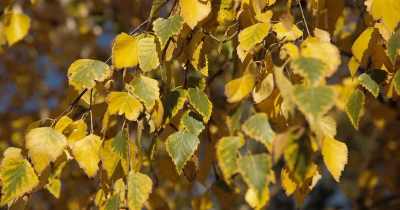 Дожди и ветер придут в Казахстан