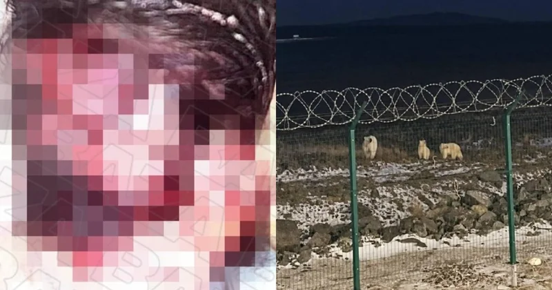 Содранный скальп и разорванные руки: медведь растерзал рабочего на Таймыре
