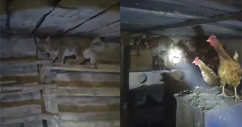 Жабайы жыртқыш бірнеше ай бойы Қазақстанның батысындағы ауыл тұрғындарын қорқынышта ұстап отыр