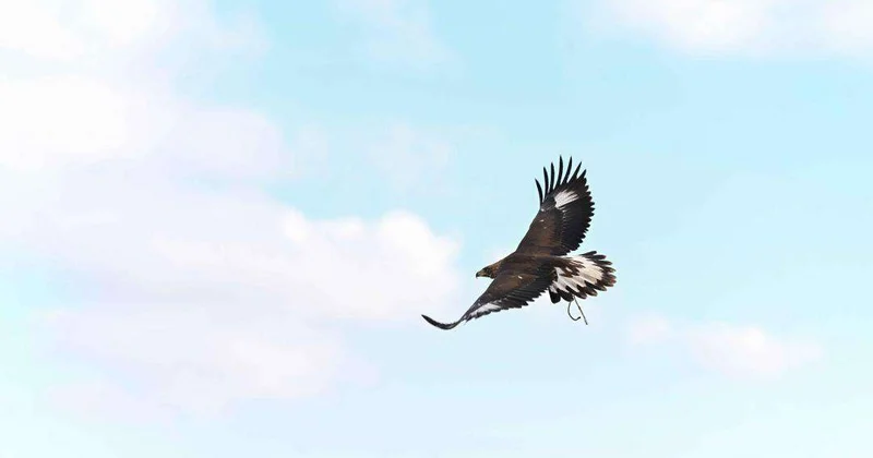 В области Абай состоялся республиканский турнир беркутчи