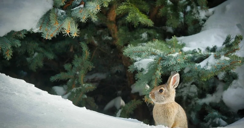 Гололед и снег ожидаются на западе, севере и востоке Казахстана
