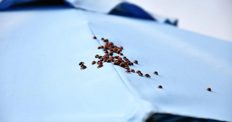 Сырые пирожки и насекомые в еде: школьные столовые проверят в Петропавловске