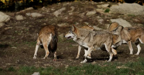 Факт незаконной охоты на волка выявлен в области Абай