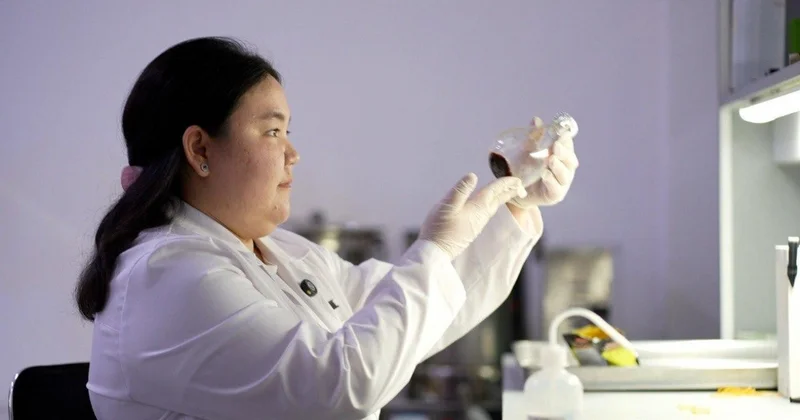 ҚазҰУ дың жас ғалымы цикорийдің диабетке қарсы қасиетін дәлелдеді