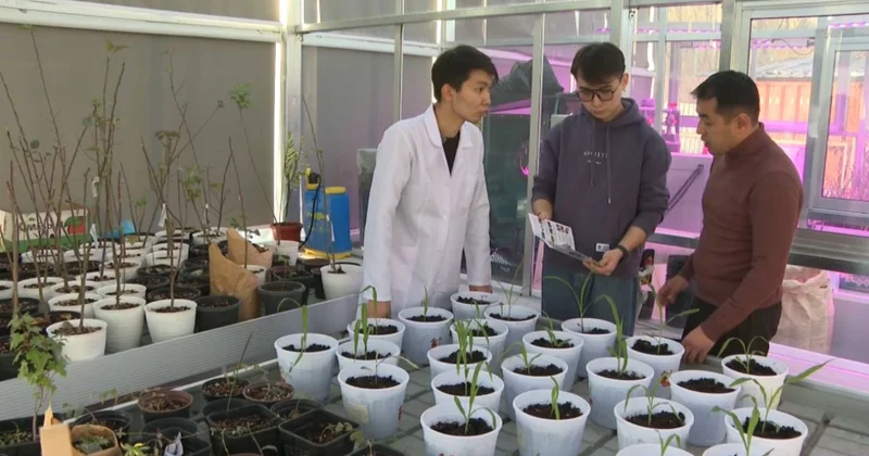 Талдықорғандық студенттер жүгерінің жаңа тұқымын шығарды