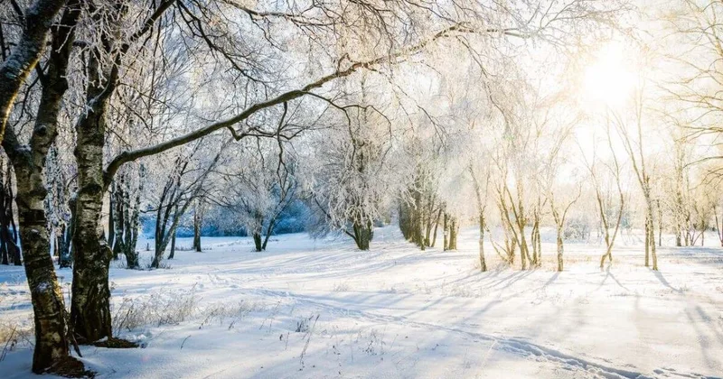 Как будет работать Ботанический сад Алматы в новогодние праздники