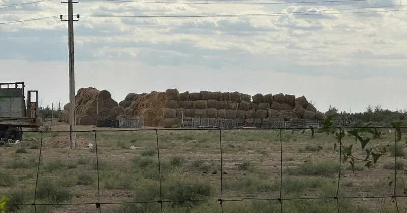 ​Атырау облысы әкімдігінің ұстанымы: мал азығына субсидия берілмейді