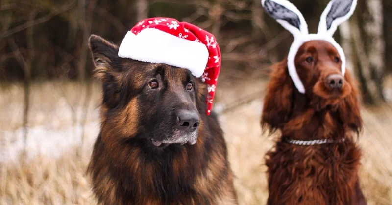 Новый год без радости: что стоит за этим чувством