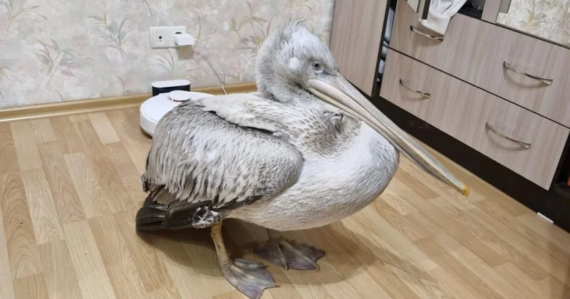 Спасённый жителями Семея пеликан умер