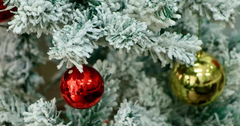 Женщина купила новогоднюю елку и написала заявление в полицию в Акмолинской области