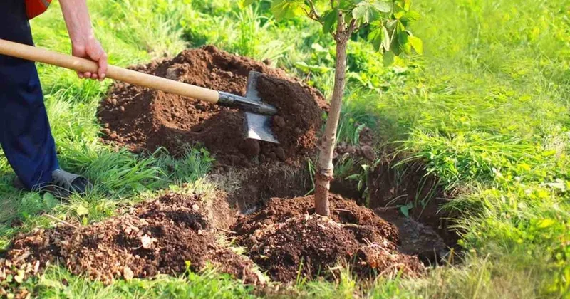 Таза Қазақстан : Еріктілер 18 миллионнан астам ағаш отырғызды