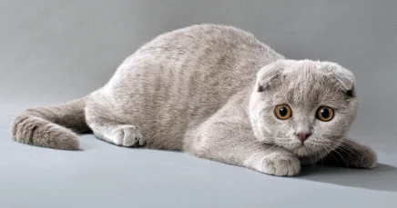 В Нидерландах введен запрет на заведение вислоухих кошек и сфинксов