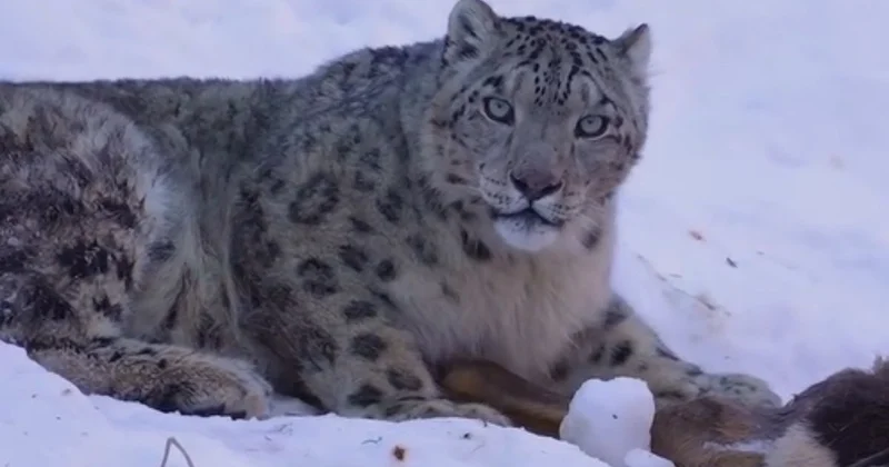 Алматы тұрғыны өзі түсіріп алған қар барысын көрсетті